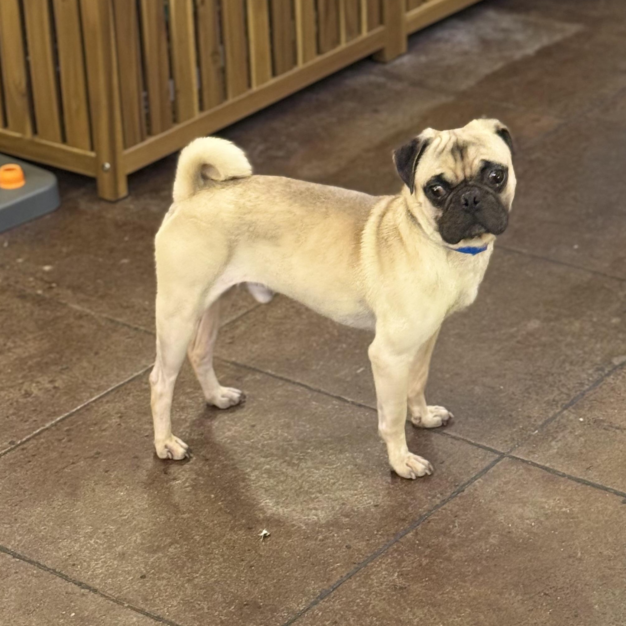 Puggy, Adoptable, Young Male Pug.