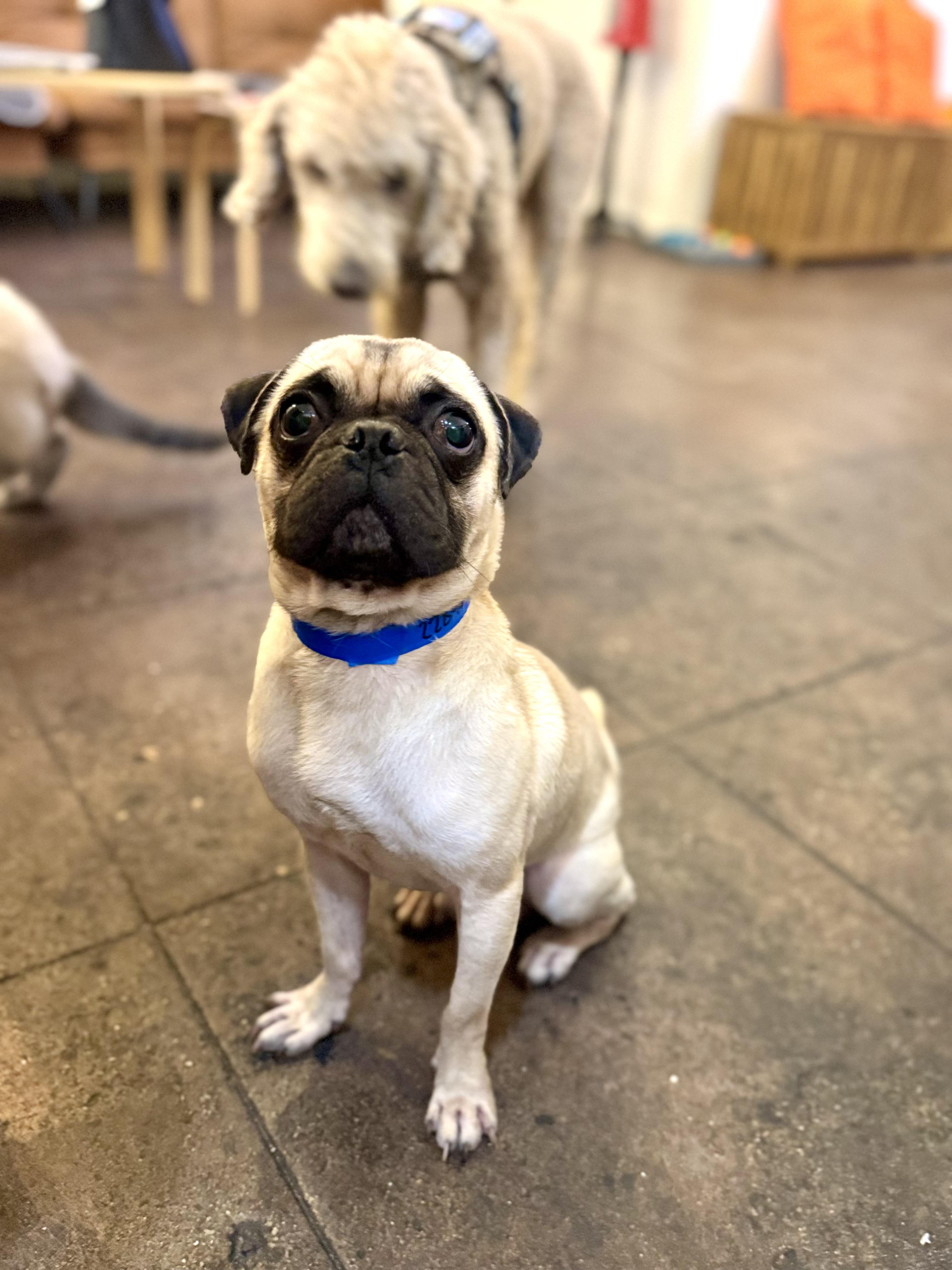 Enlarge Puggy, a Adoptable Pug in Torrance, CA image 3/4