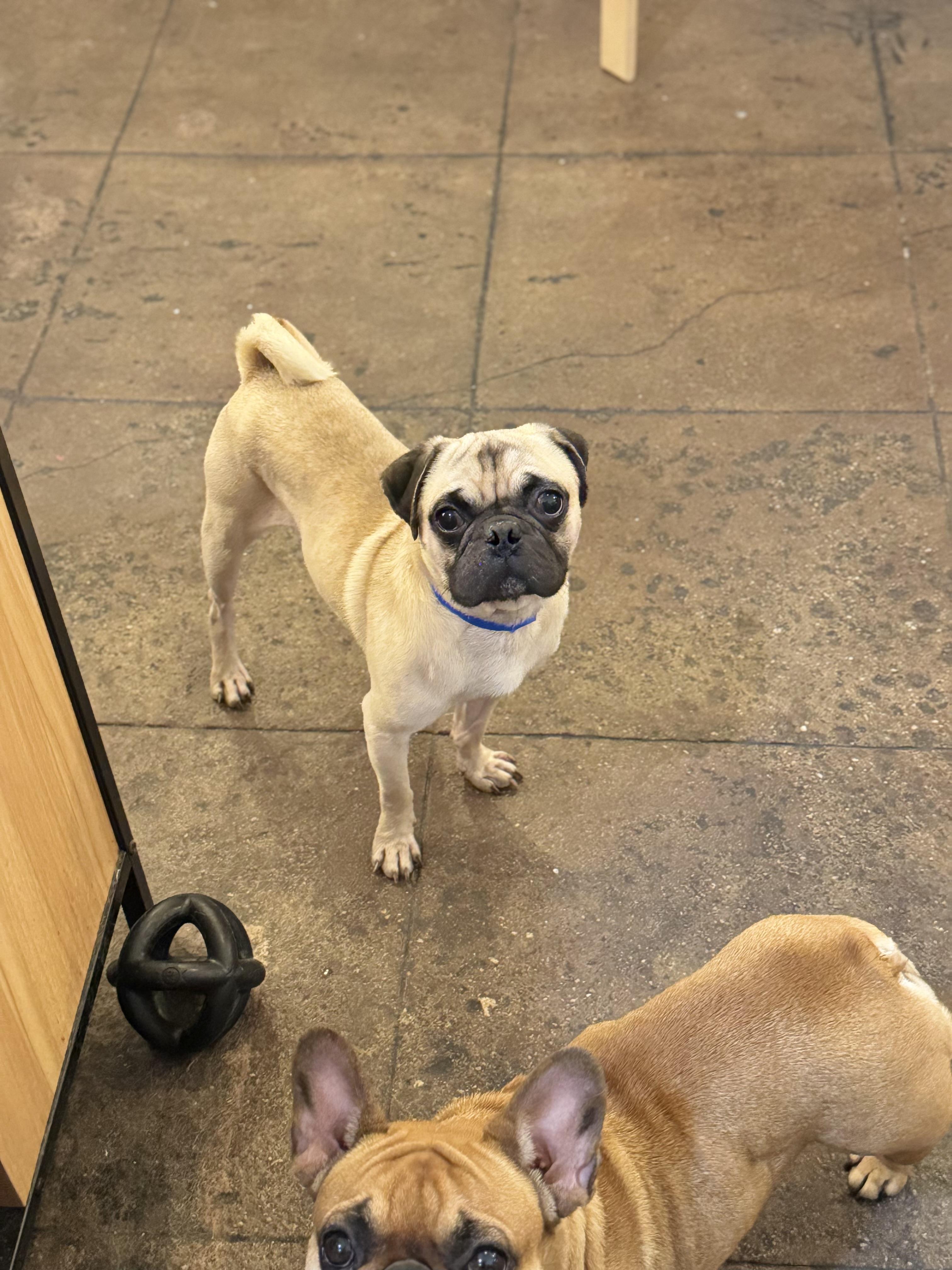 Enlarge Puggy, a Adoptable Pug in Torrance, CA image 4/4