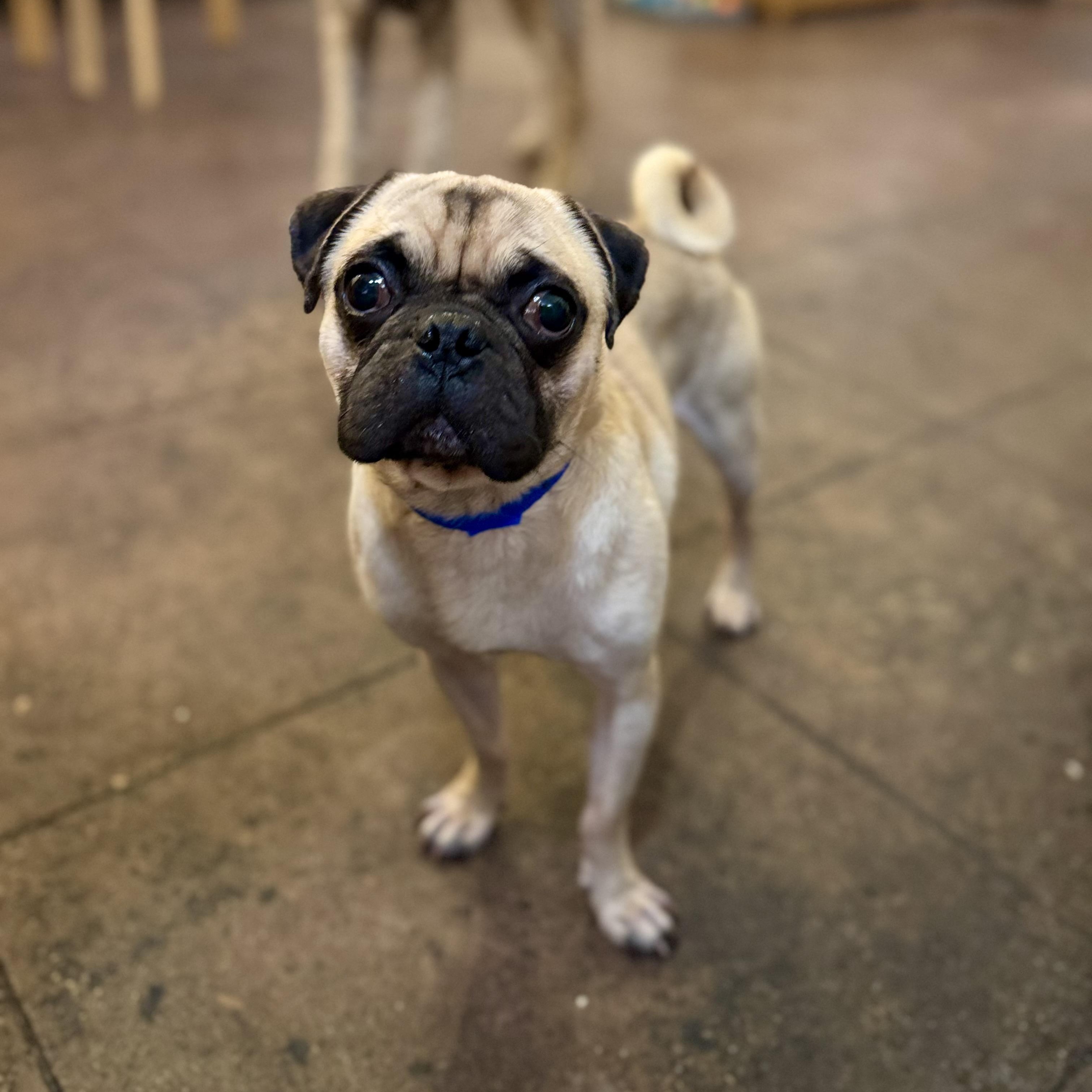 Enlarge Puggy, a Adoptable Pug in Torrance, CA image 2/4
