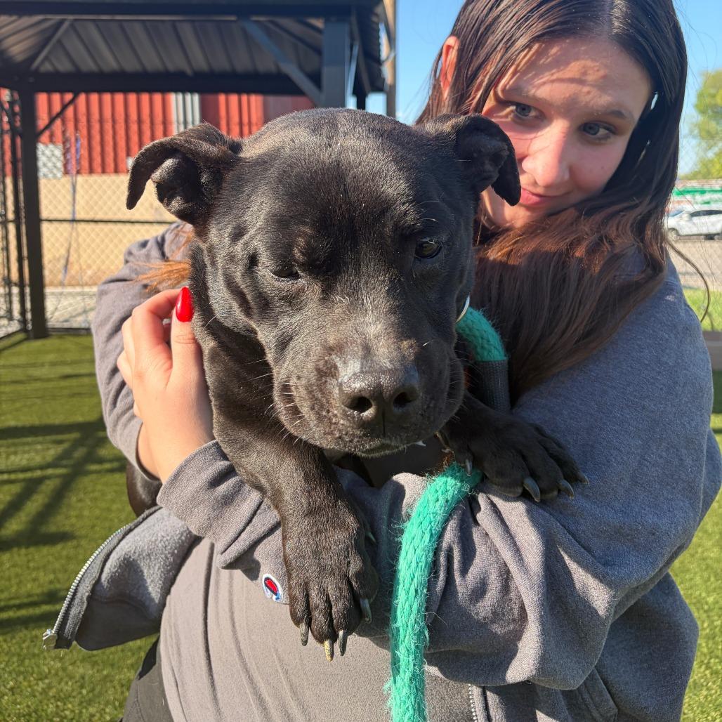 Enlarge Harry, a Adoptable Mixed Breed in Medford, NJ image 2/6