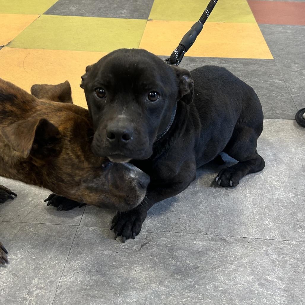 Enlarge Harry, a Adoptable Mixed Breed in Medford, NJ image 3/6