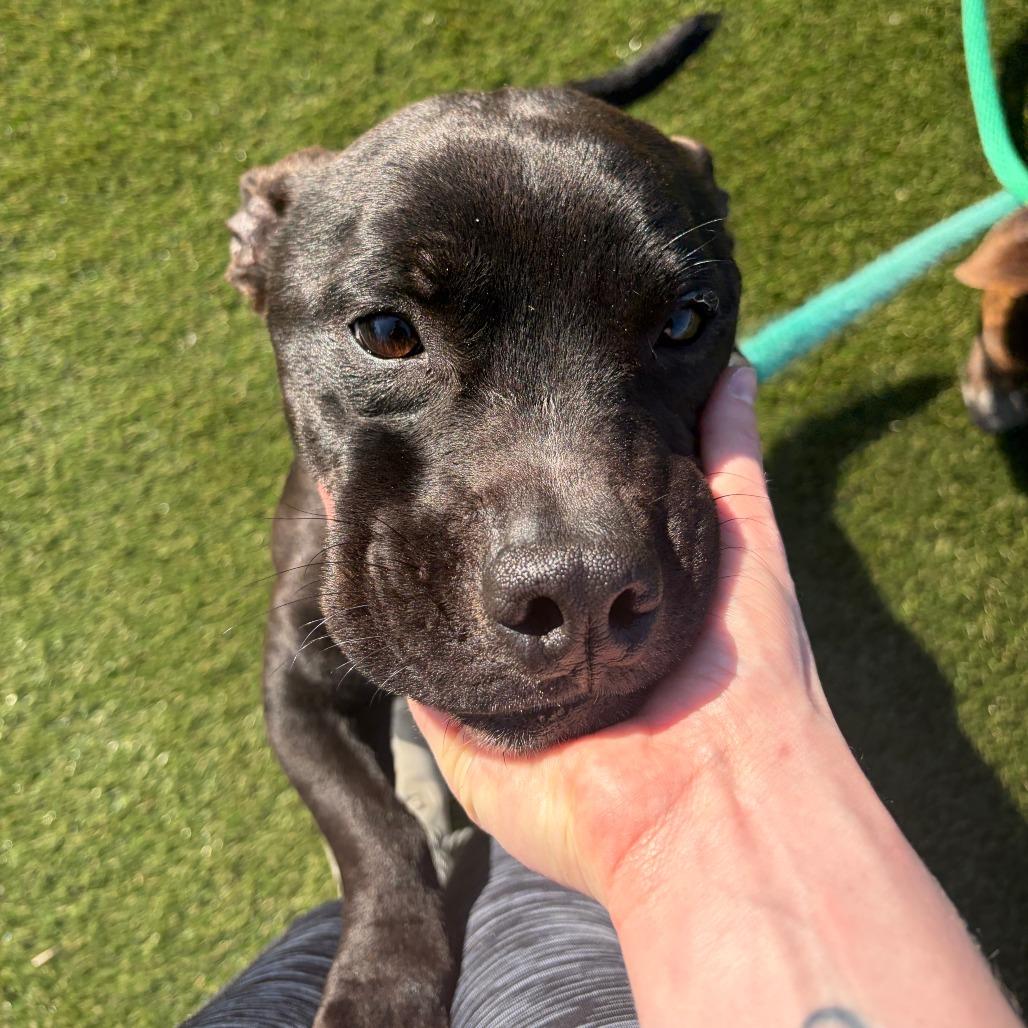 Enlarge Harry, a Adoptable Mixed Breed in Medford, NJ image 4/6
