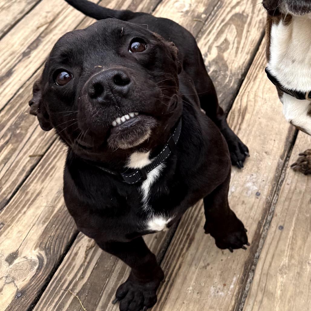 Enlarge Harry, a Adoptable Mixed Breed in Medford, NJ image 1/6