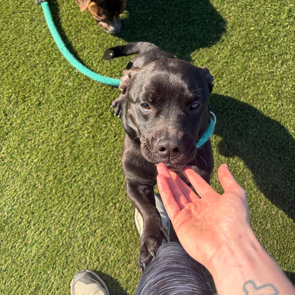 Enlarge Harry, a Adoptable Mixed Breed in Medford, NJ image 5/6