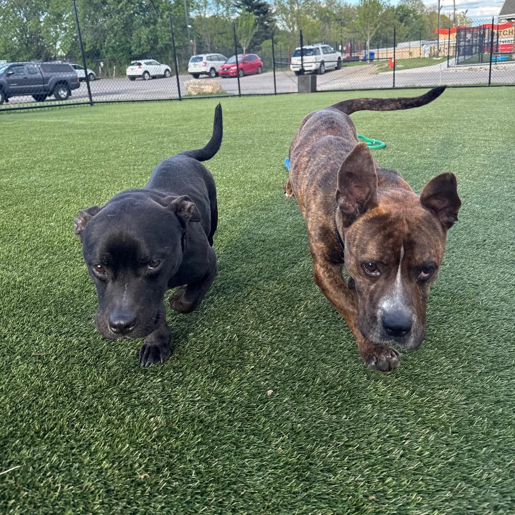 Enlarge Harry, a Adoptable Mixed Breed in Medford, NJ image 6/6