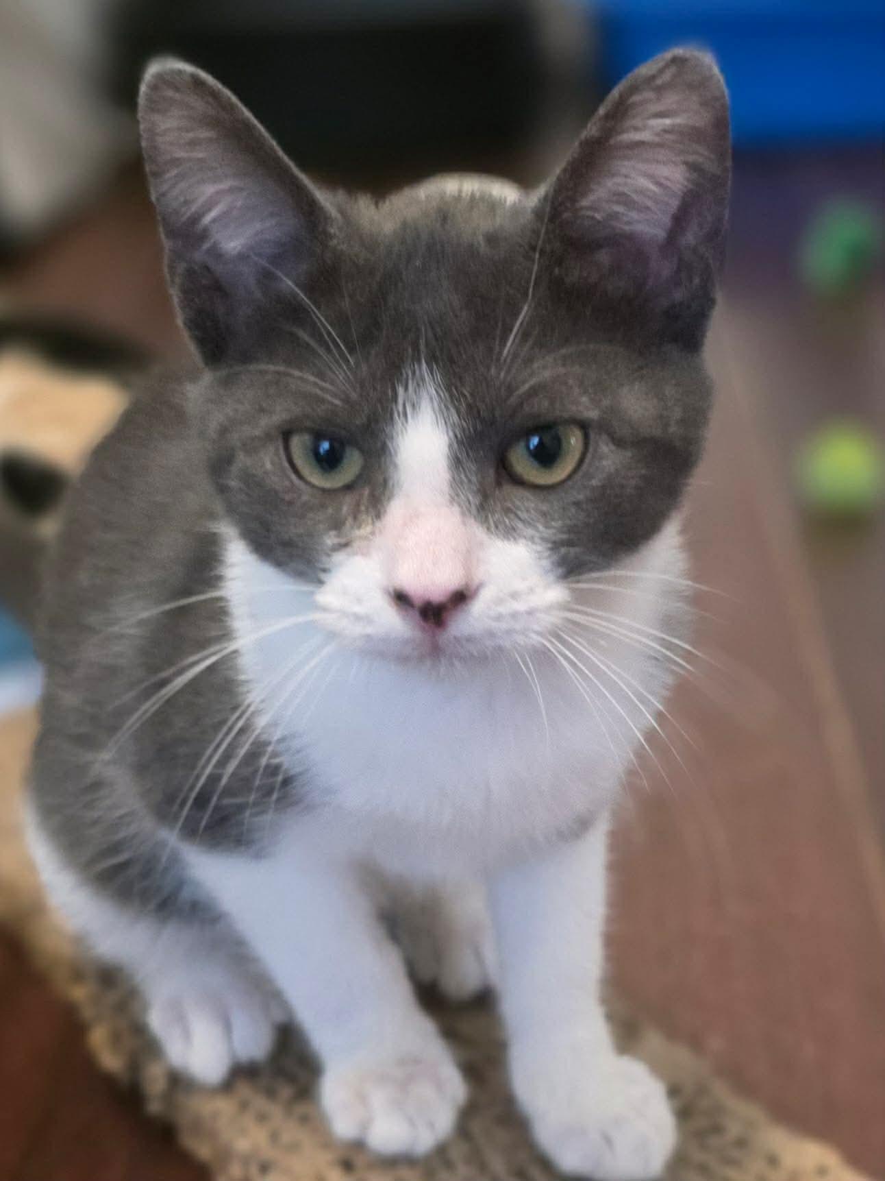 Bugatti, ADOPTABLE, Kitten Male Domestic Short Hair.
