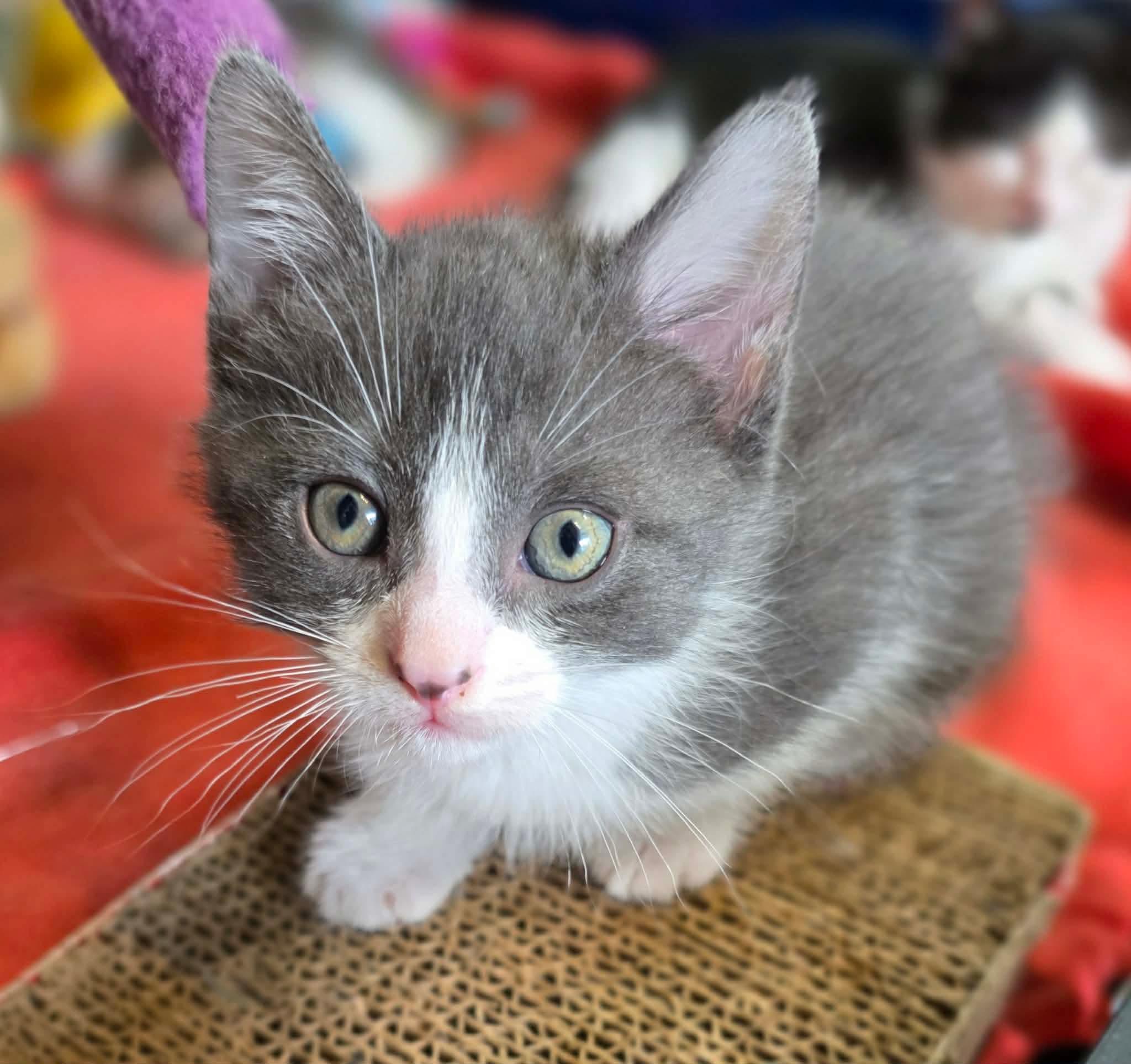 Enlarge Bugatti, a ADOPTABLE Domestic Short Hair in Terrebonne, QC image 6/6