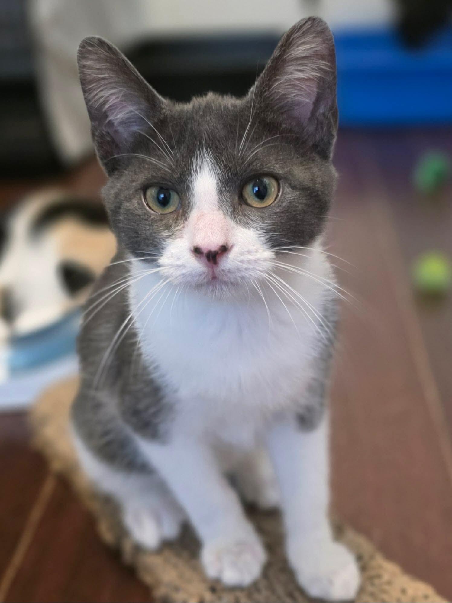 Bugatti, a ADOPTABLE Domestic Short Hair in Terrebonne, QC image 5/6