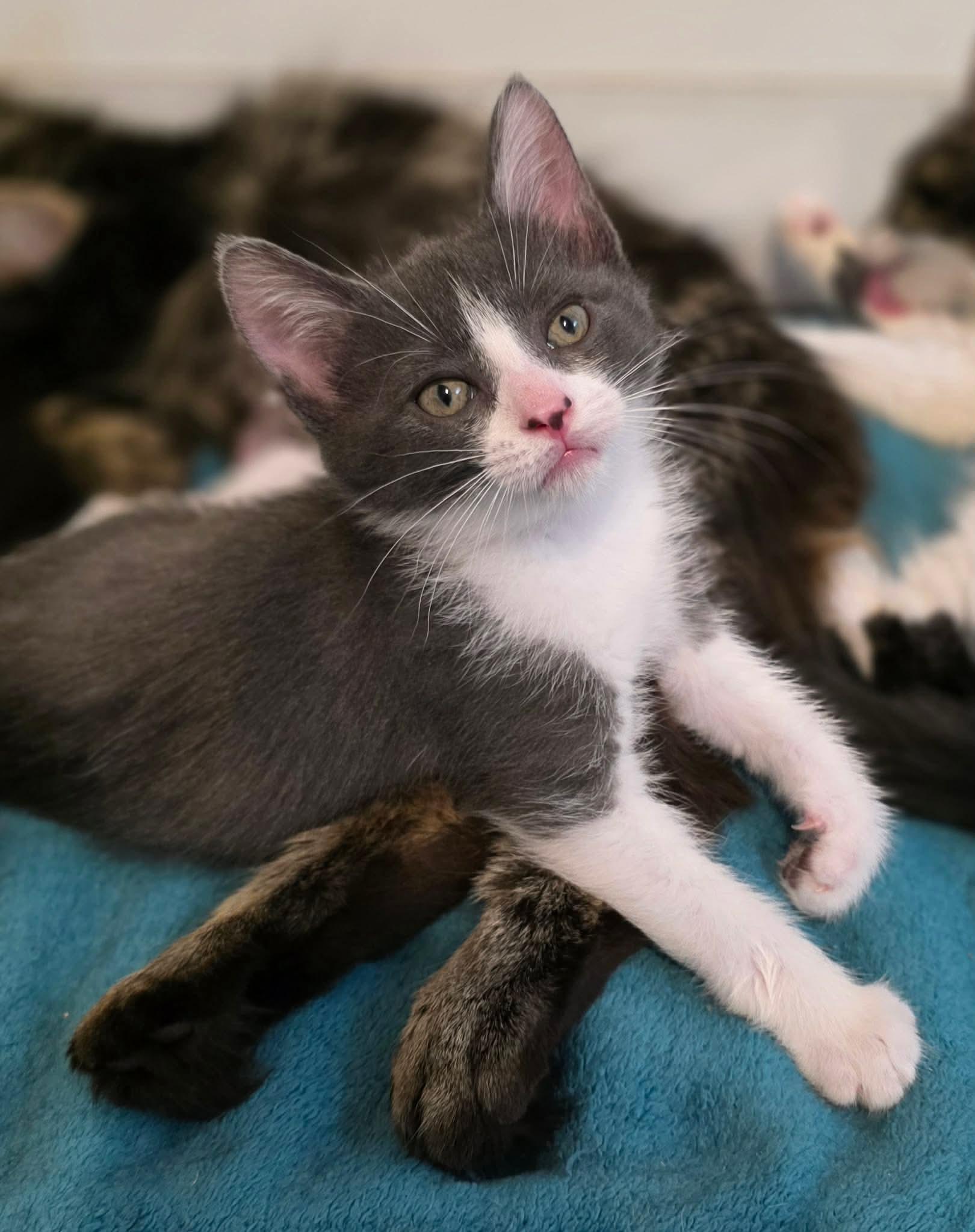 Enlarge Bugatti, a ADOPTABLE Domestic Short Hair in Terrebonne, QC image 2/6