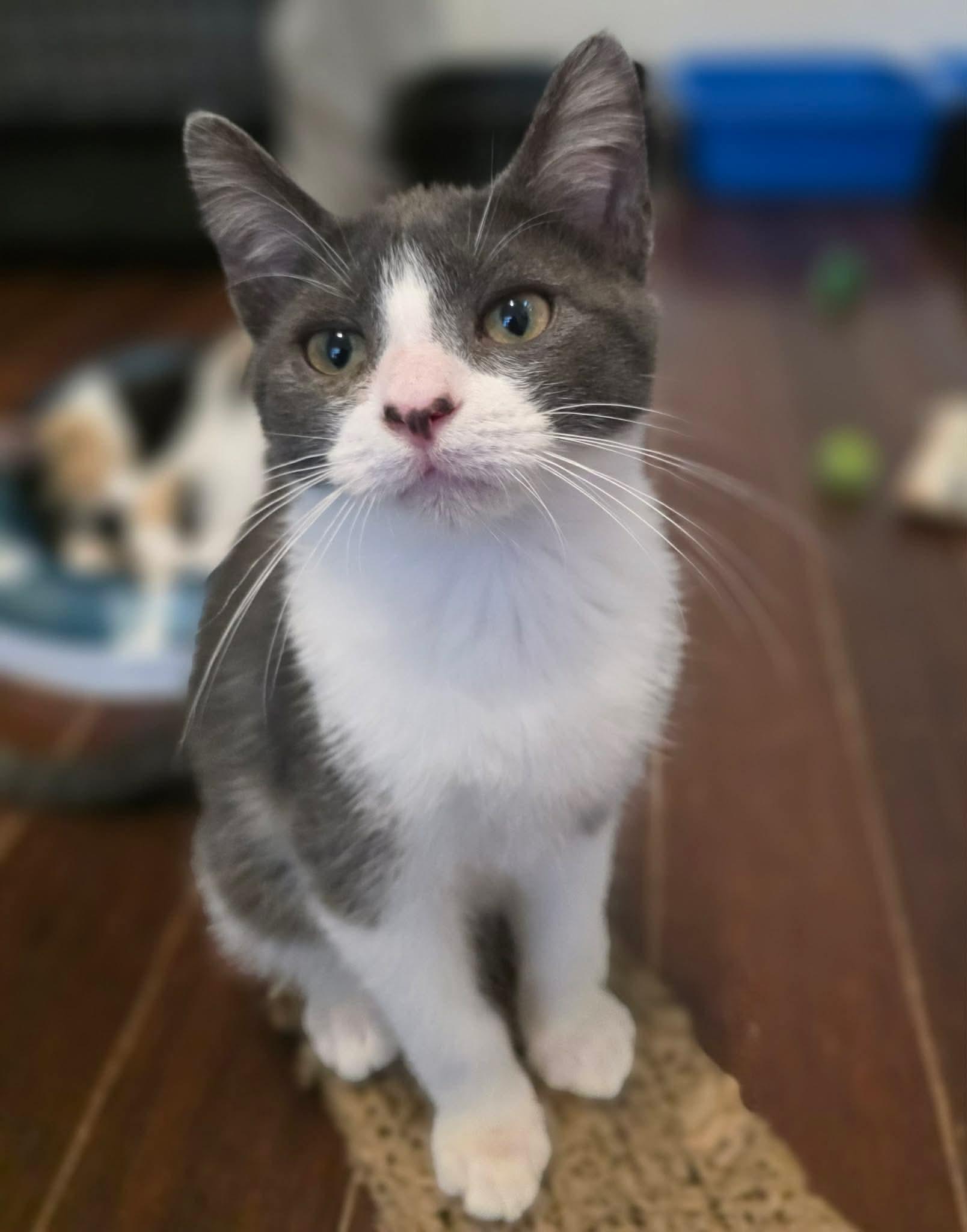 Bugatti, a ADOPTABLE Domestic Short Hair in Terrebonne, QC image 2/6