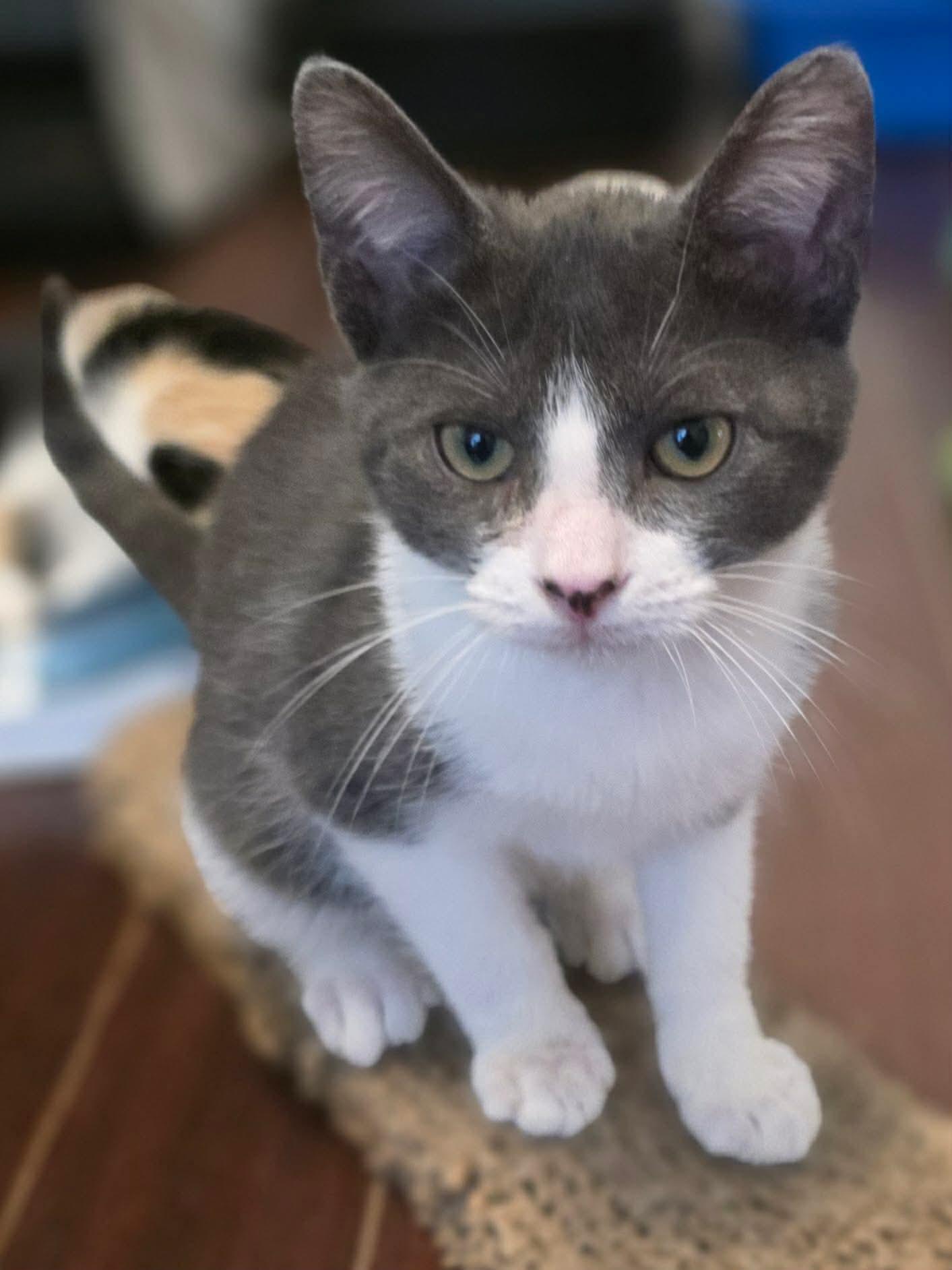 Bugatti, a ADOPTABLE Domestic Short Hair in Terrebonne, QC image 3/6