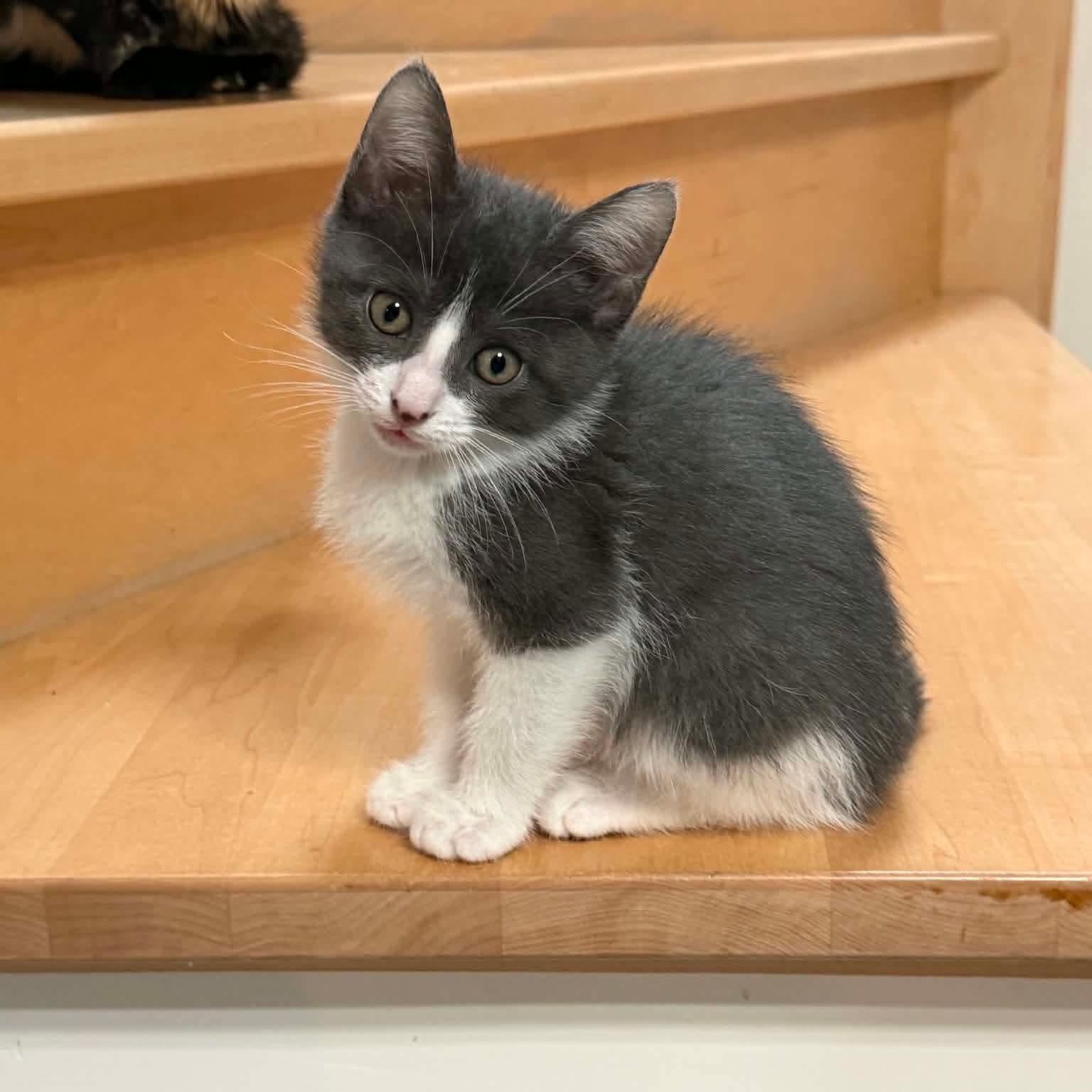 Enlarge Bugatti, a ADOPTABLE Domestic Short Hair in Terrebonne, QC image 1/6