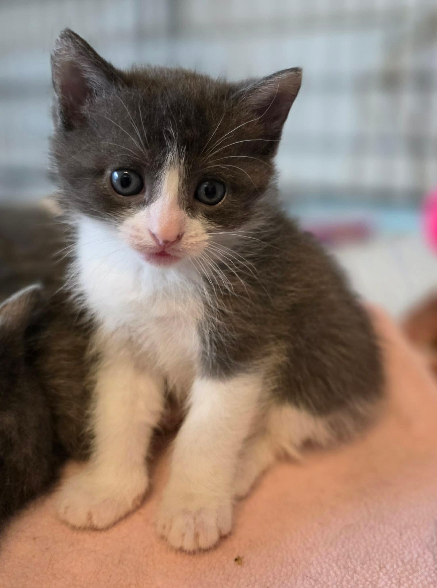Enlarge Bugatti, a ADOPTABLE Domestic Short Hair in Terrebonne, QC image 5/6