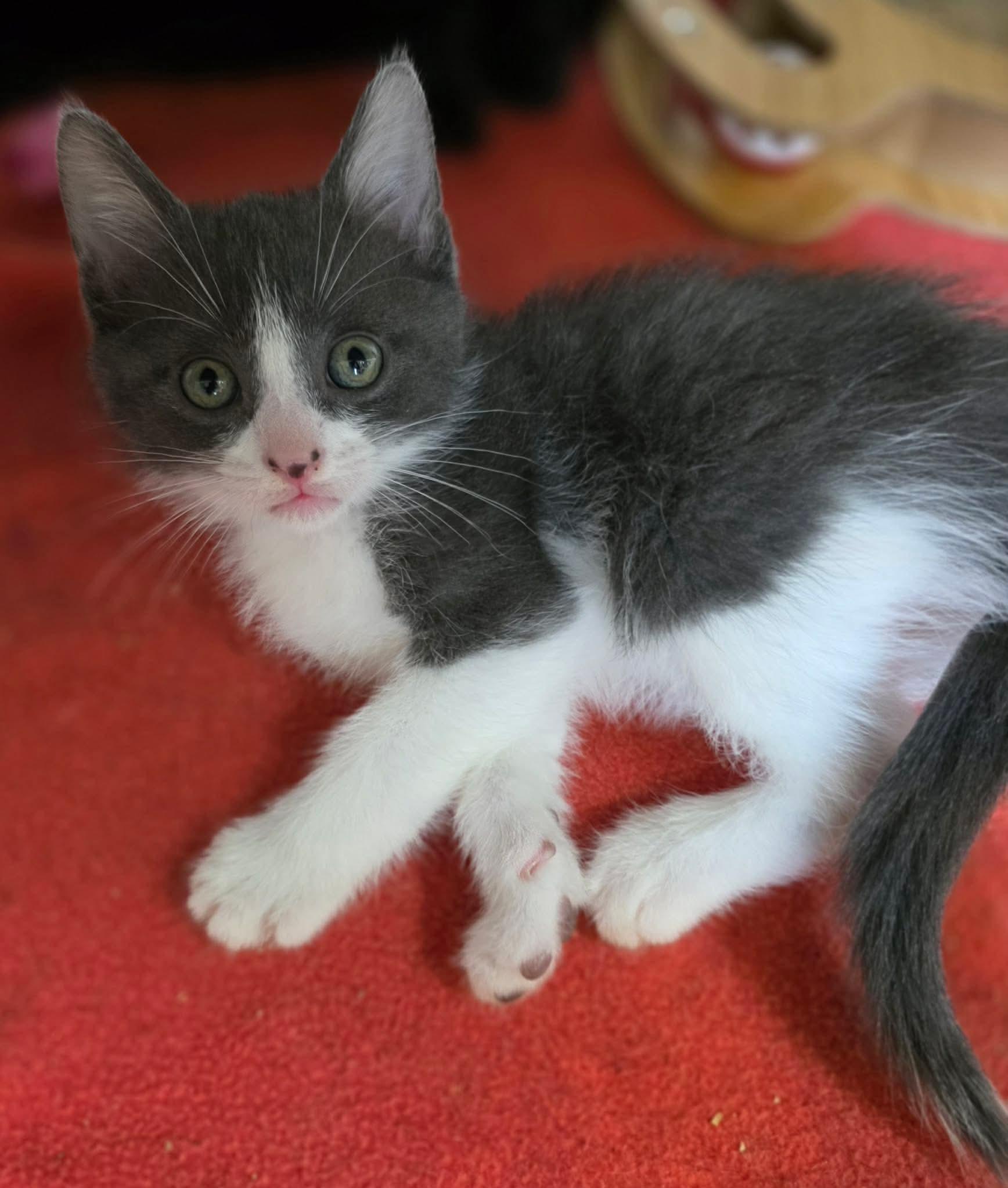 Enlarge Bugatti, a ADOPTABLE Domestic Short Hair in Terrebonne, QC image 3/6