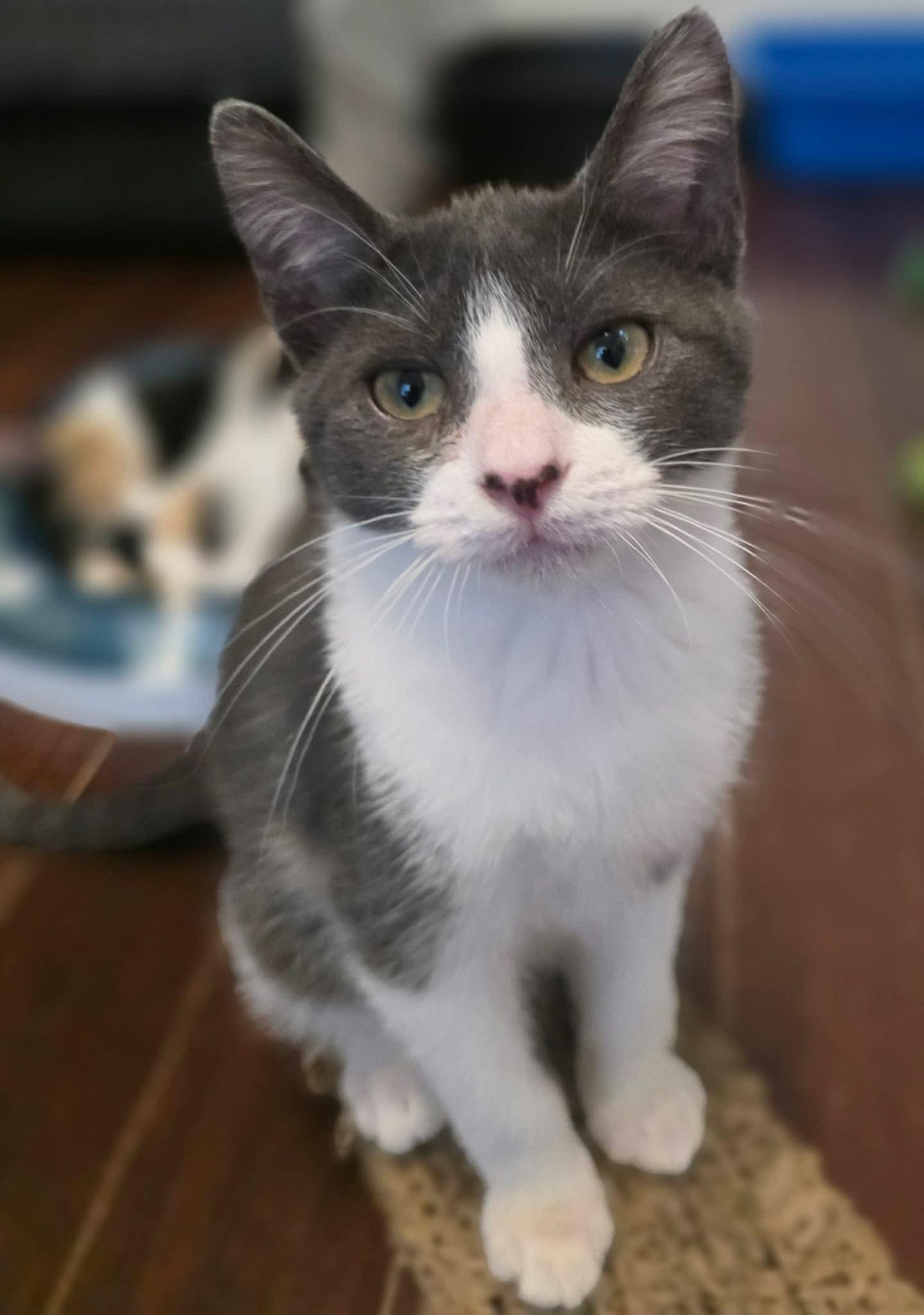 Bugatti, a ADOPTABLE Domestic Short Hair in Terrebonne, QC image 4/6