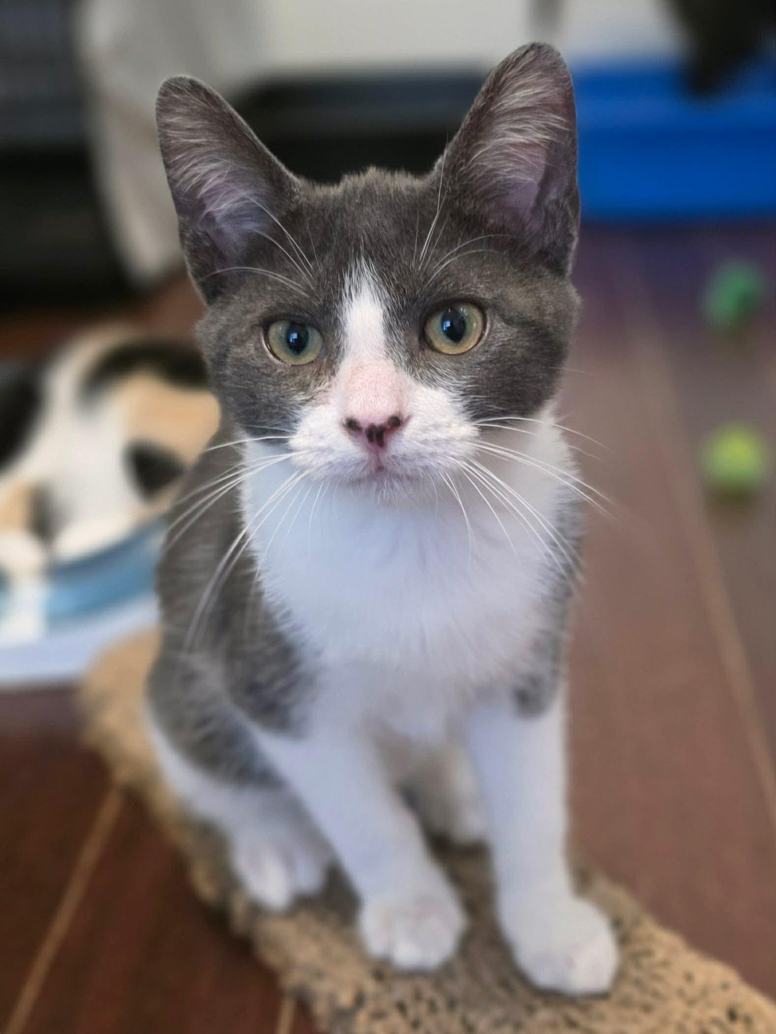 Bugatti, a ADOPTABLE Domestic Short Hair in Terrebonne, QC image 6/6