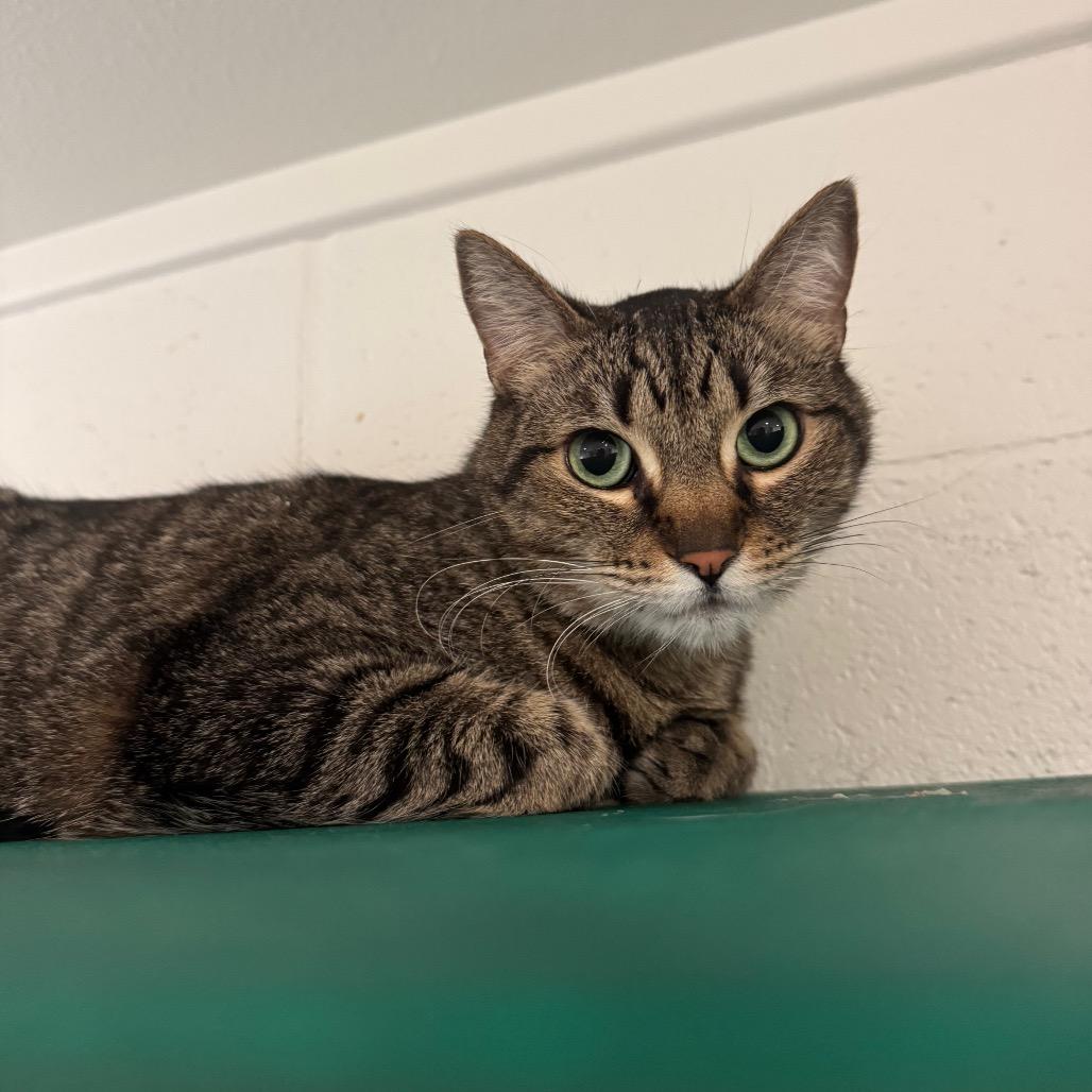 Molly, Adoptable, Adult Female Domestic Short Hair.