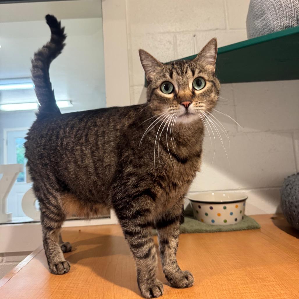 Molly, Adoptable, Adult Female Domestic Short Hair.