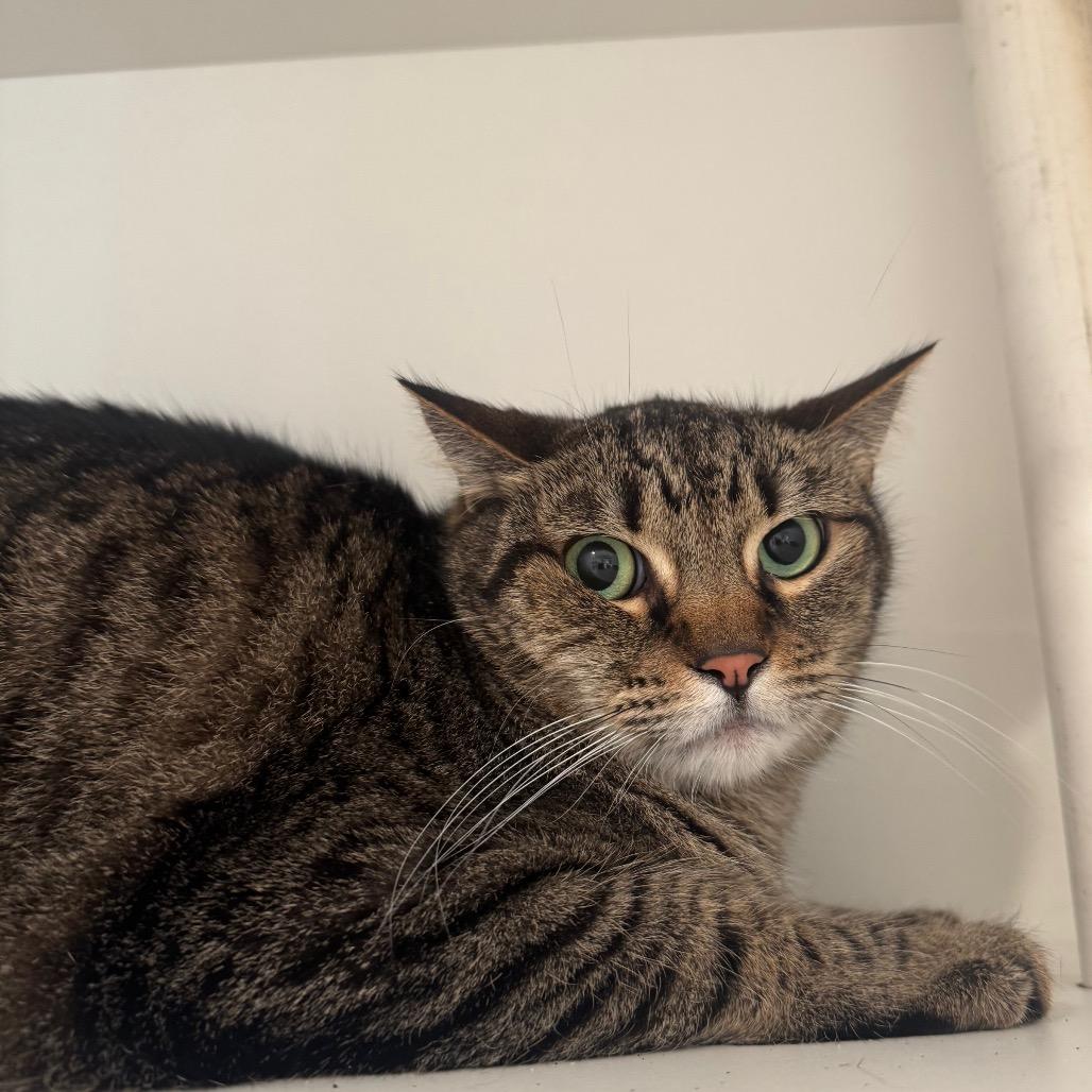 Molly, Adoptable, Adult Female Domestic Short Hair.