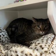 Molly, Adoptable, Adult Female Domestic Short Hair.