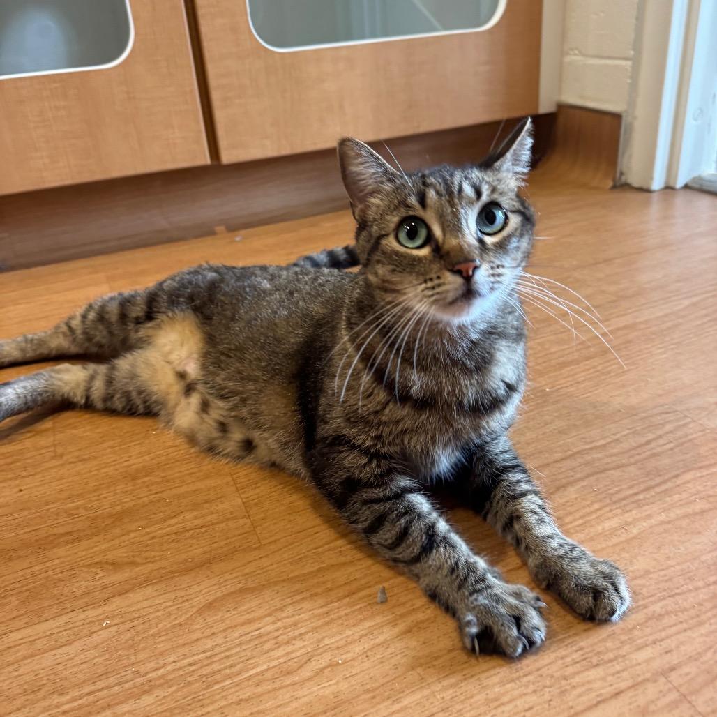 Enlarge Molly, a Adoptable Domestic Short Hair in Buellton, CA image 2/6