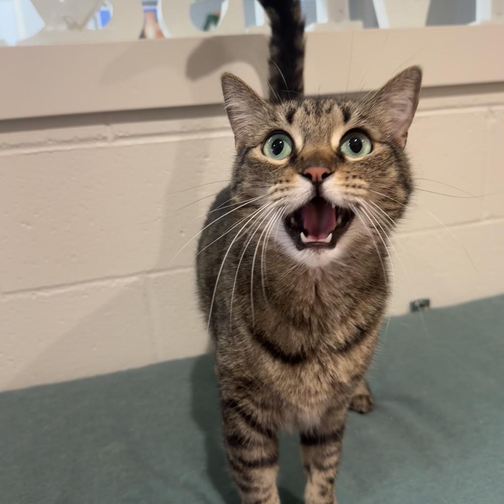 Enlarge Molly, a Adoptable Domestic Short Hair in Buellton, CA image 3/5