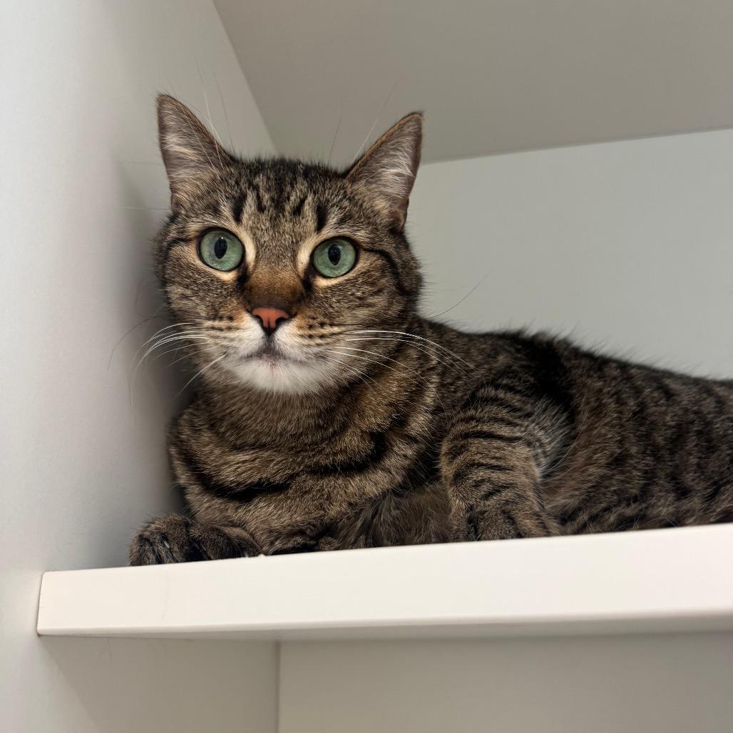 Enlarge Molly, a Adoptable Domestic Short Hair in Buellton, CA image 2/3