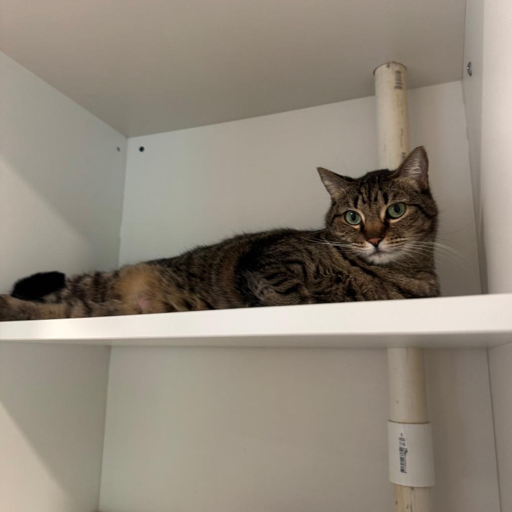 Molly, a Adoptable Domestic Short Hair in Buellton, CA image 2/3