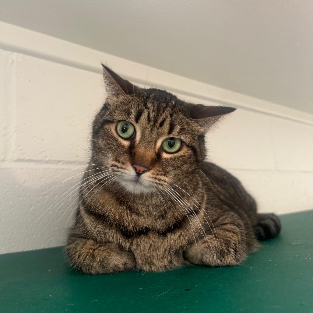 Molly, a Adoptable Domestic Short Hair in Buellton, CA image 2/2