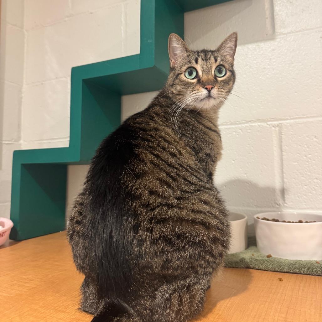 Enlarge Molly, a Adoptable Domestic Short Hair in Buellton, CA image 5/5