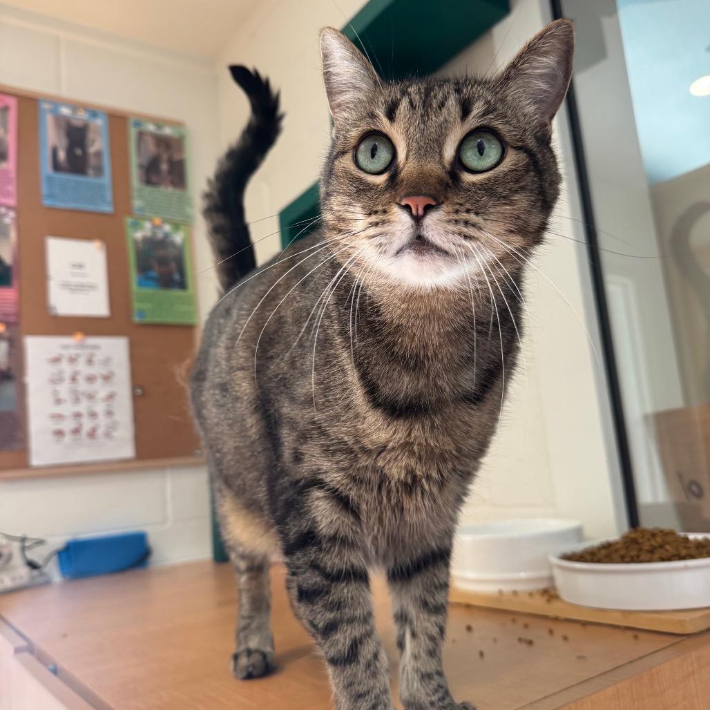 Enlarge Molly, a Adoptable Domestic Short Hair in Buellton, CA image 5/6