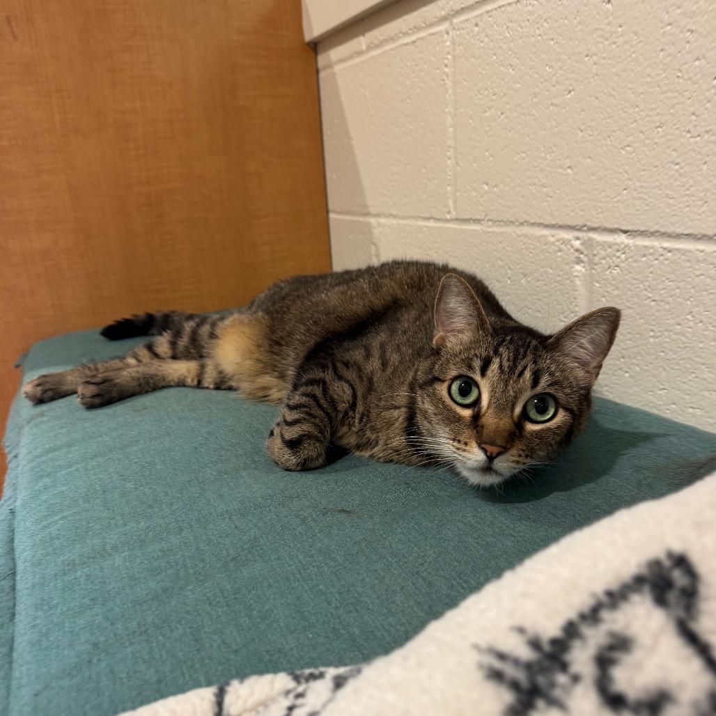 Enlarge Molly, a Adoptable Domestic Short Hair in Buellton, CA image 6/6