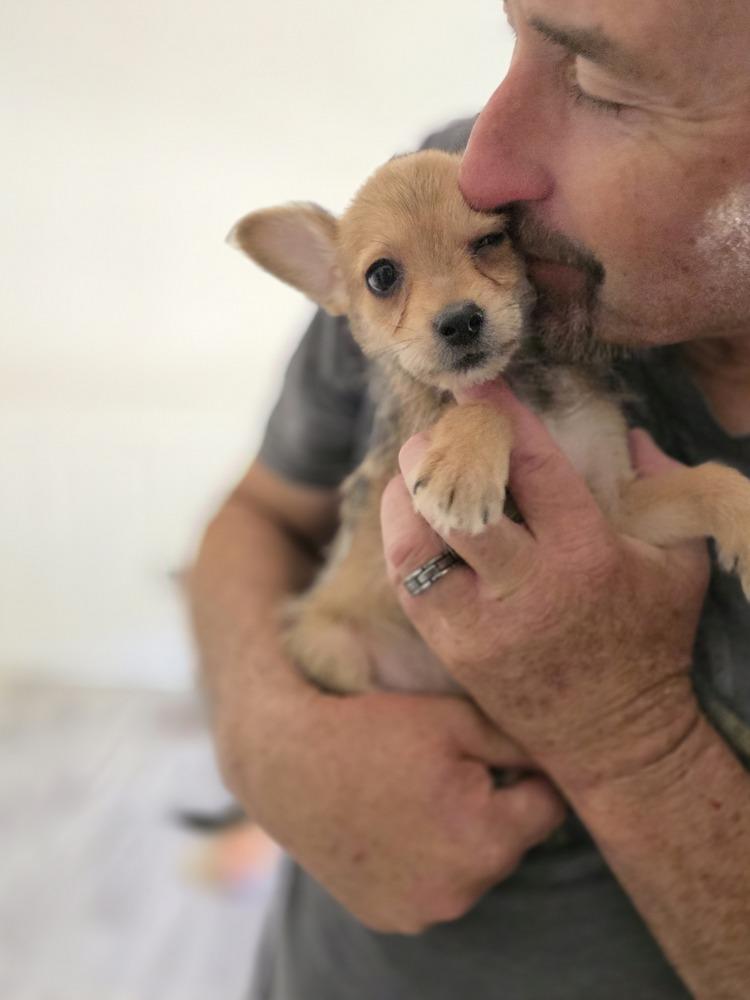 Barney, Adoptable, Puppy Male Poodle & Chihuahua.
