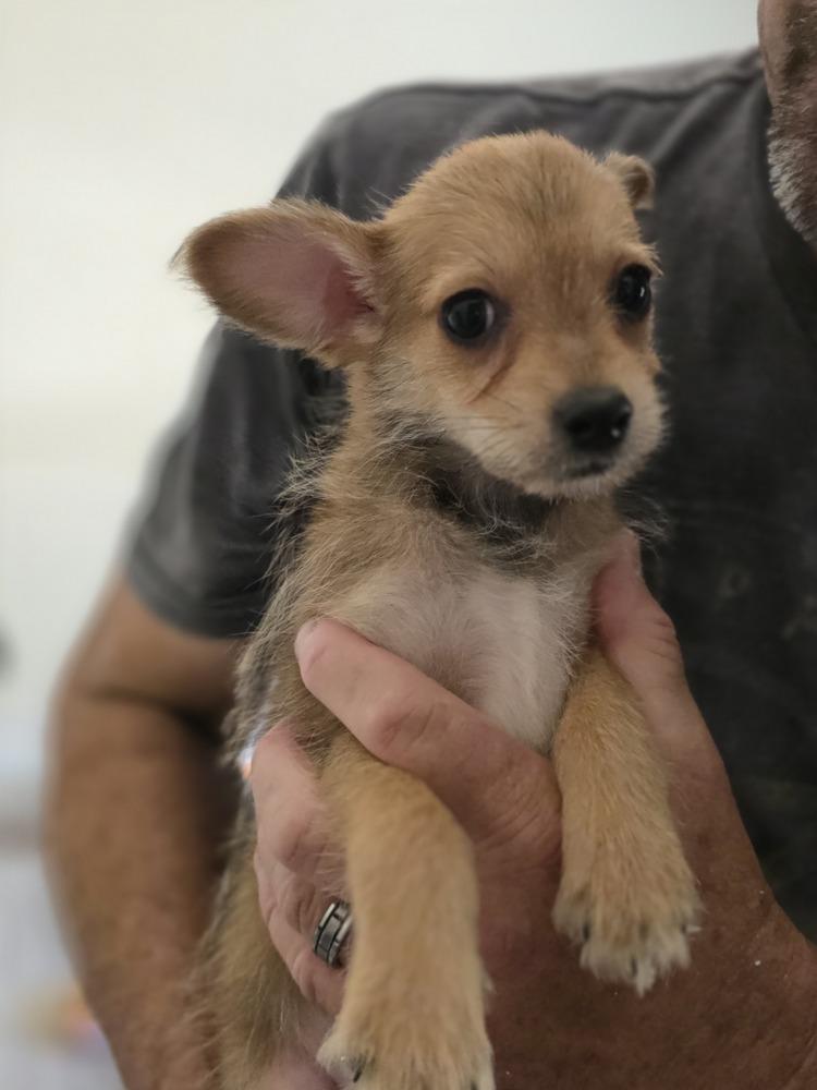 Barney, a Adoptable mixed breed in Windsor, CA image 2/4