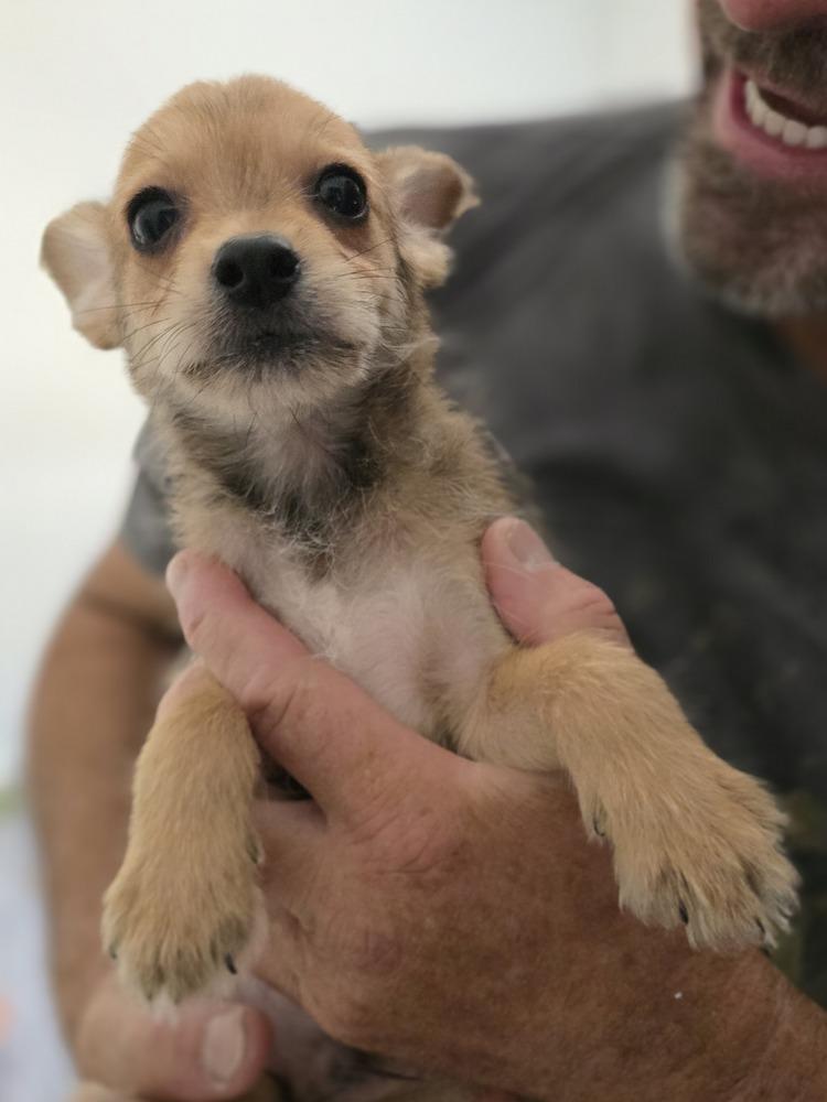 Barney, a Adoptable mixed breed in Windsor, CA image 3/4