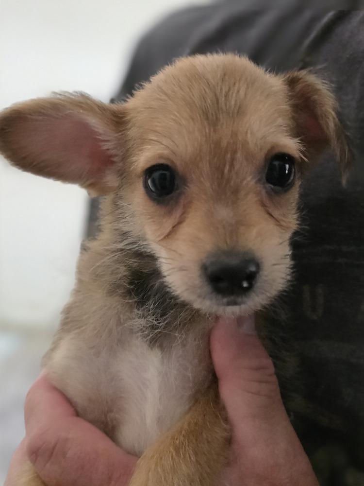 Barney, a Adoptable mixed breed in Windsor, CA image 4/4