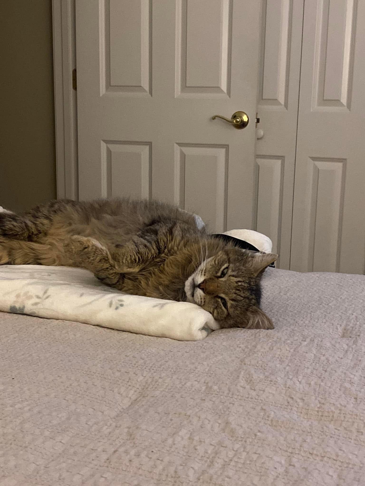 Wally ADOPTION FEE WAIVED with approved application, a Adoptable Domestic Long Hair in Enfield, CT image 1/6