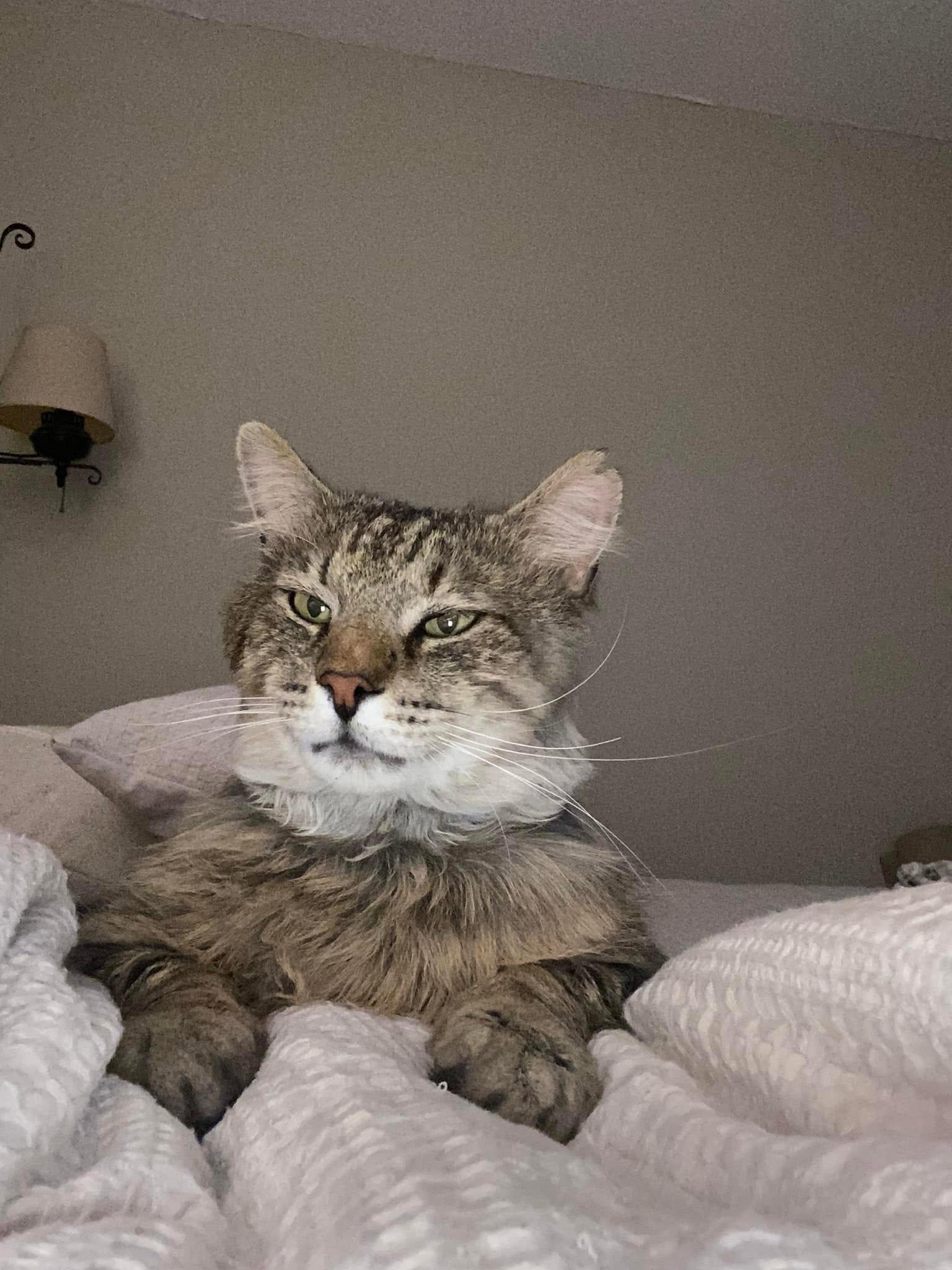 Wally ADOPTION FEE WAIVED with approved application, a Adoptable Domestic Long Hair in Enfield, CT image 2/6