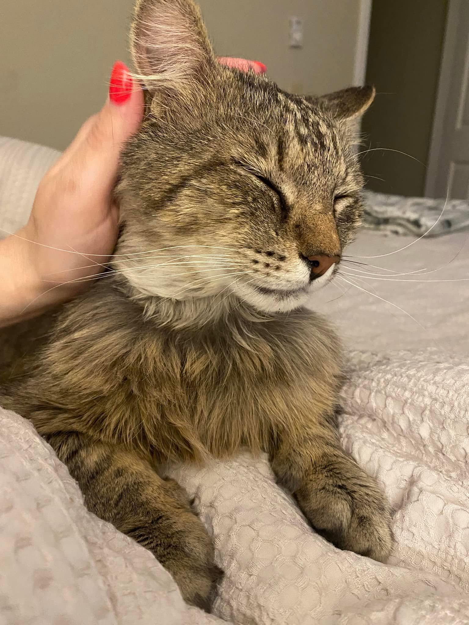 Wally ADOPTION FEE WAIVED with approved application, a Adoptable Domestic Long Hair in Enfield, CT image 3/6