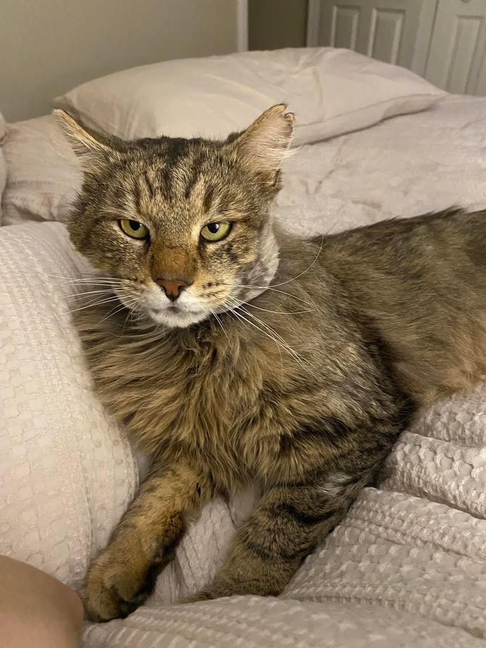 Wally ADOPTION FEE WAIVED with approved application, a Adoptable Domestic Long Hair in Enfield, CT image 4/6