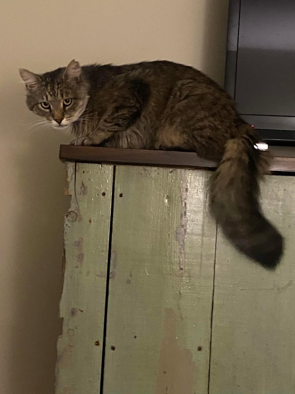 Wally ADOPTION FEE WAIVED with approved application, a Adoptable Domestic Long Hair in Enfield, CT image 5/6