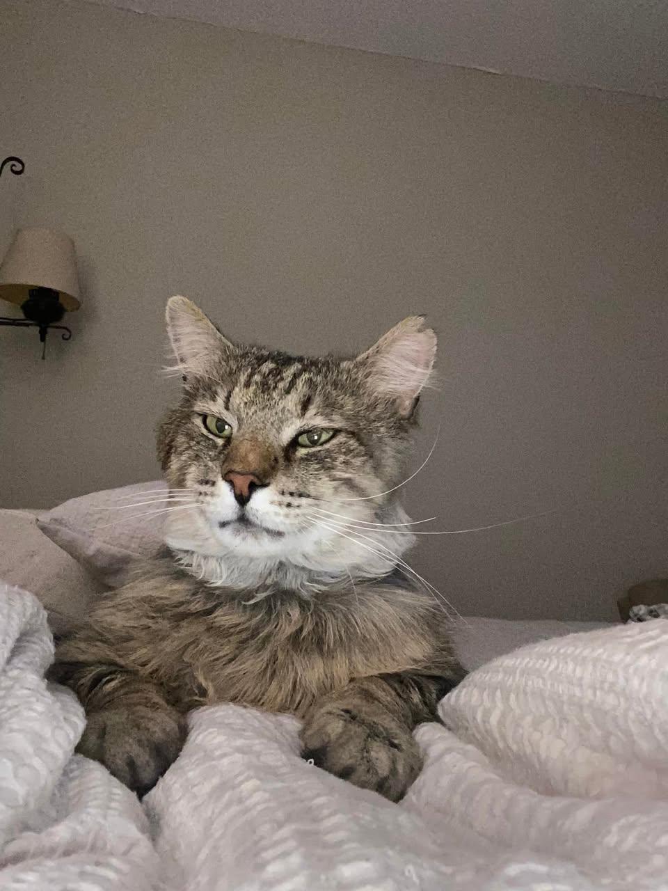 Wally ADOPTION FEE WAIVED with approved application, a Adoptable Domestic Long Hair in Enfield, CT image 6/6