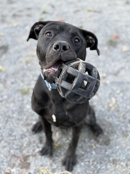 Wiley, Adoptable, Adult Male Mixed Breed.