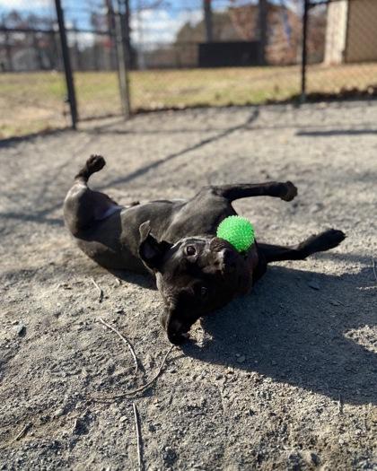 Wiley, a Adoptable Mixed Breed in Fairfax, VA image 3/3