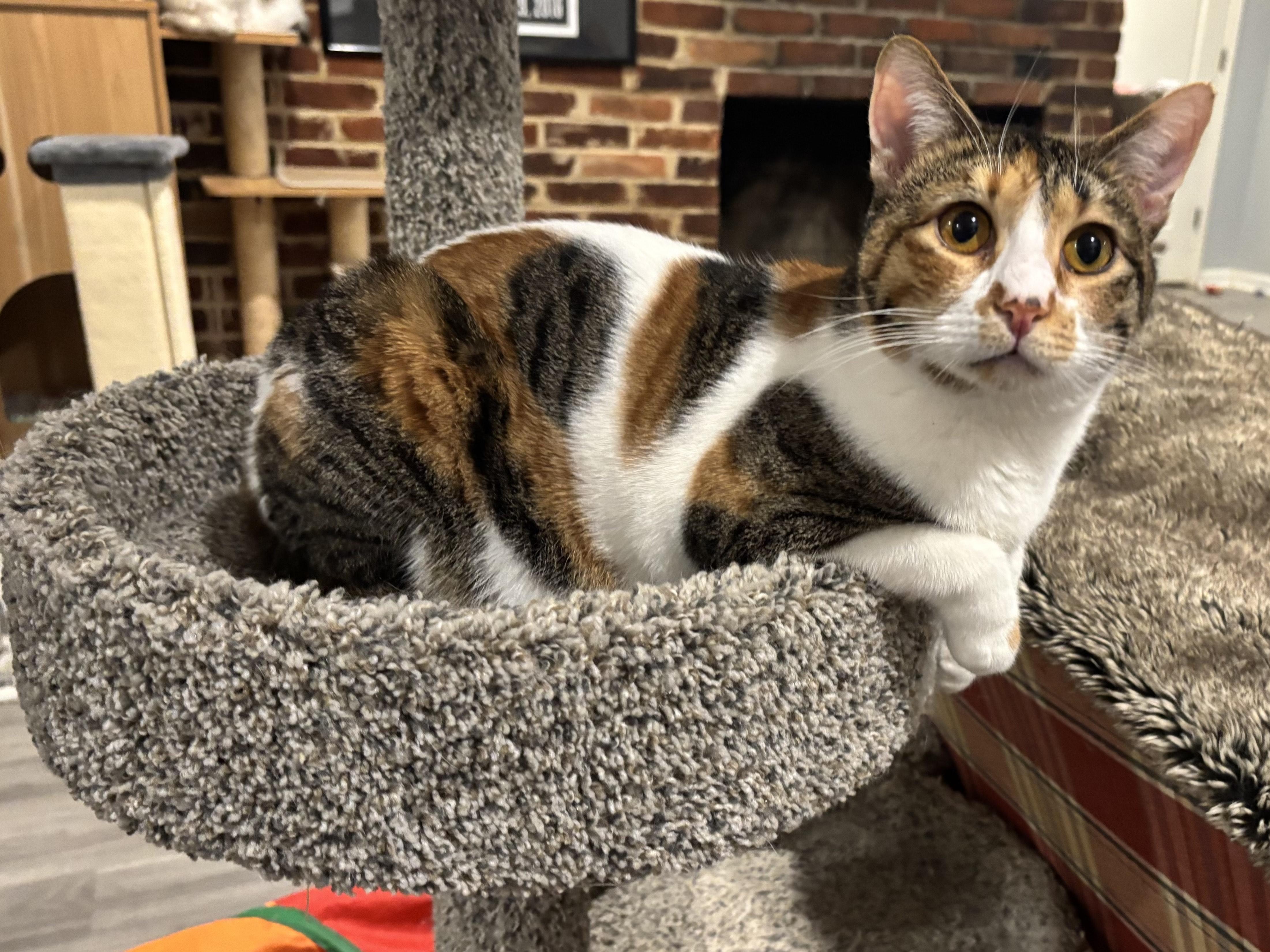 Chillie, ADOPTABLE, Young Female Domestic Short Hair.