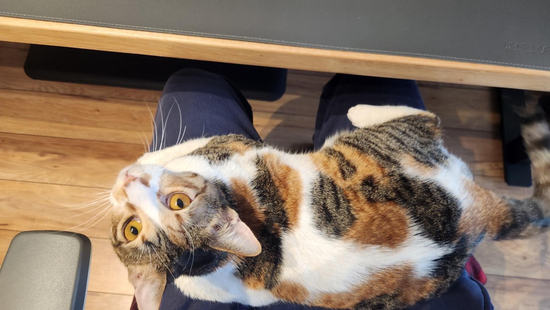 Enlarge Chillie, a ADOPTABLE Domestic Short Hair in Fairfax, VA image 3/5