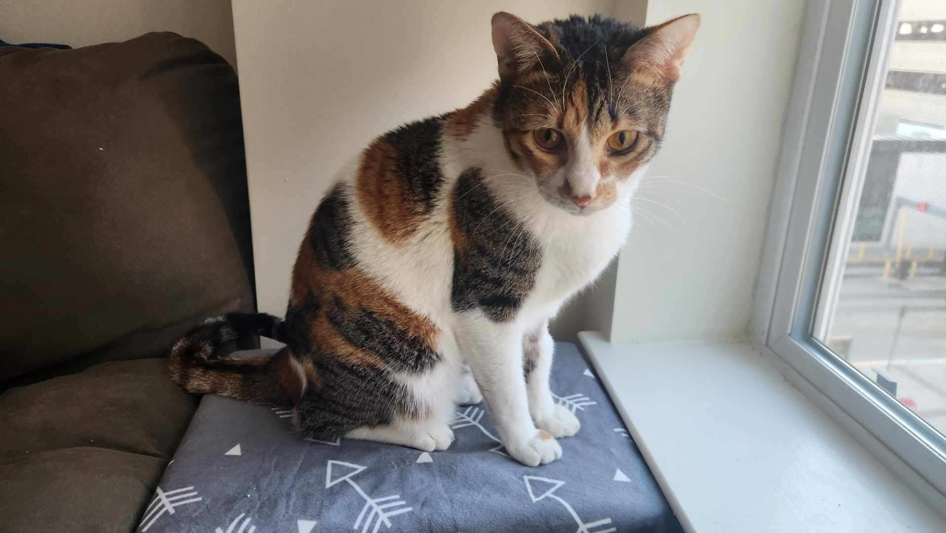 Enlarge Chillie, a ADOPTABLE Domestic Short Hair in Fairfax, VA image 4/5