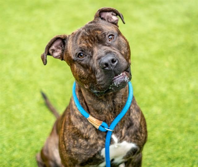 CASH, Adoptable, Adult Male Bullmastiff & Mixed Breed.