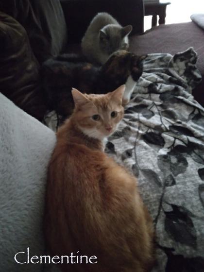 Clementine, a Adoptable mixed breed in Parma, OH image 2/3